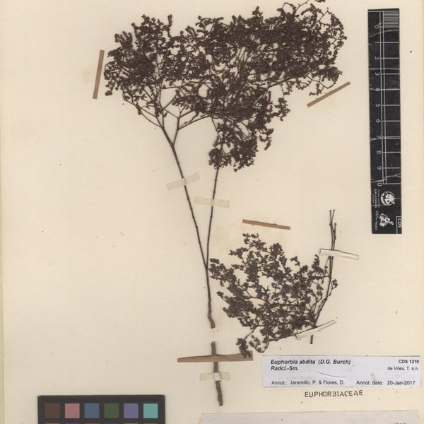 Euphorbia abdita (D.G. Burch) Radcl.-Sm.