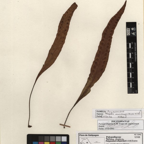 Pecluma dispersa (A.M. Evans) M.G. Price
