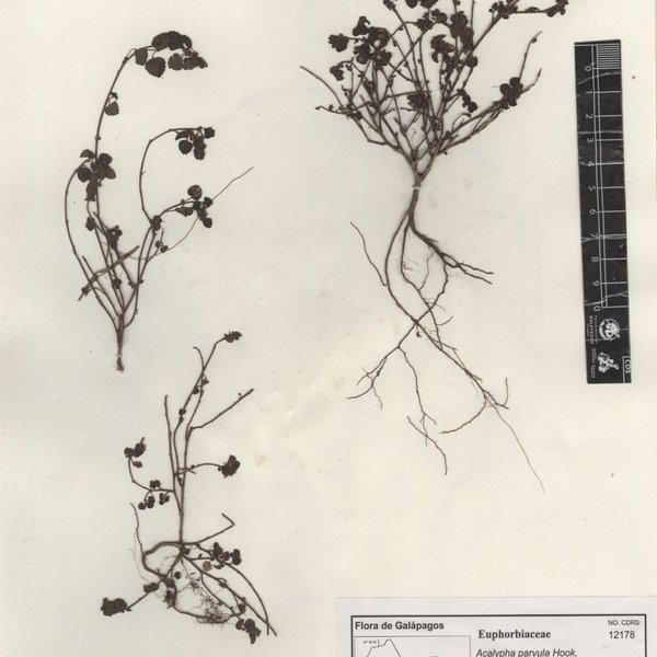 Acalypha parvula Hook. f.