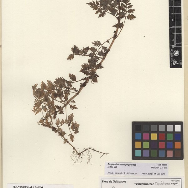 Valeriana chaerophylloides Sm.