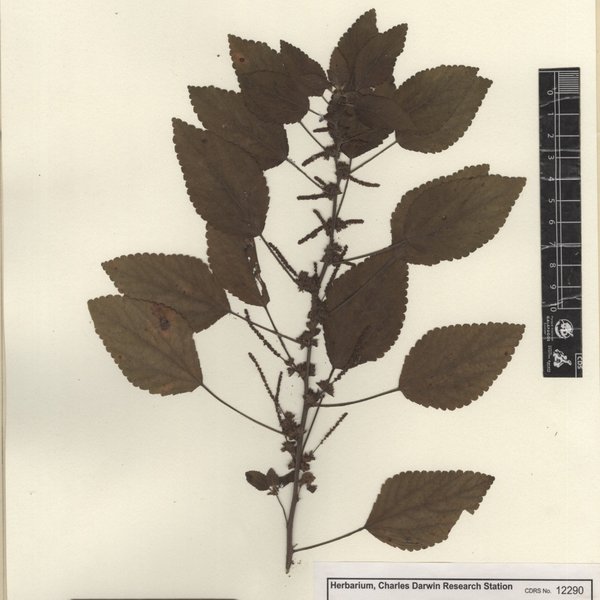 Acalypha sericea var. baurii (B.L. Rob. & Greenm.) G.L. Webster