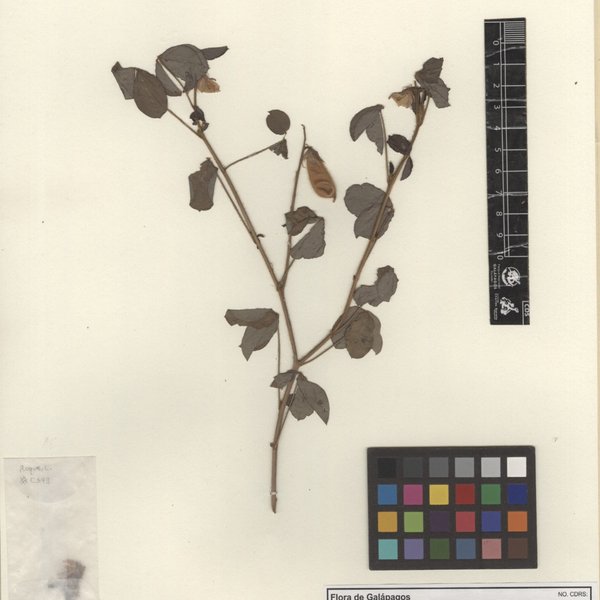 Crotalaria incana L.