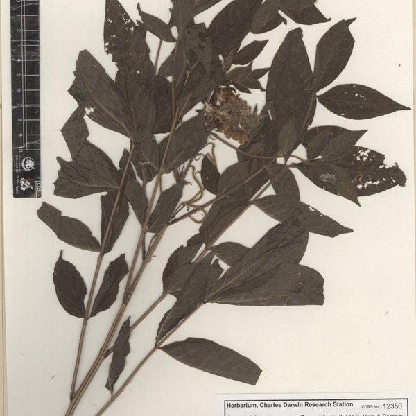 Senna hirsuta (L.) H.S. Irwin & Barneby