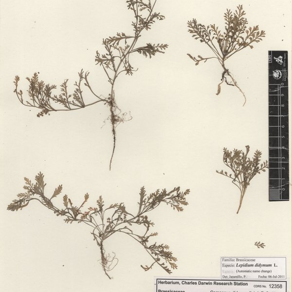 Lepidium didymum L.