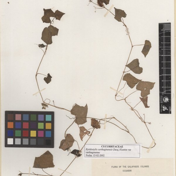 Rytidostylis carthagenensis var. carthaginensis (Jacq.) Kuntze