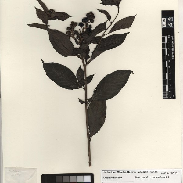 Pleuropetalum darwinii Hook. f.