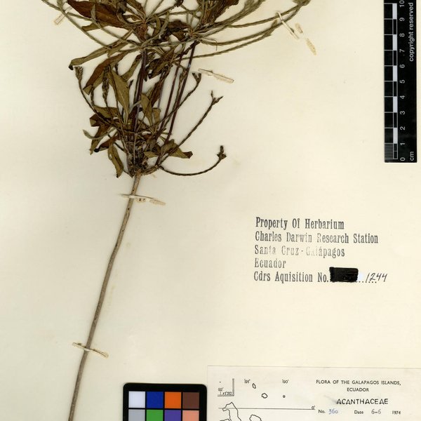 Elytraria imbricata (Vahl) Pers.