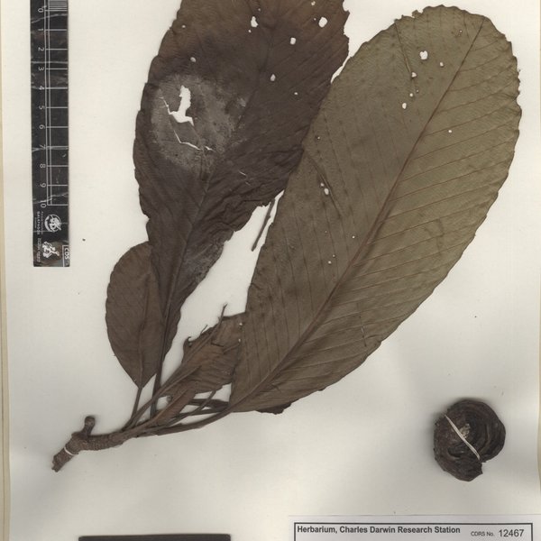 Dillenia indica L.