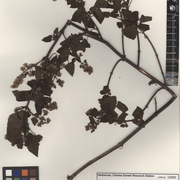 Koanophyllon solidaginoides (Kunth) R.M. King & H. Rob.