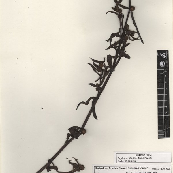 Enydra sessilifolia (Ruiz & Pav.) Cabrera