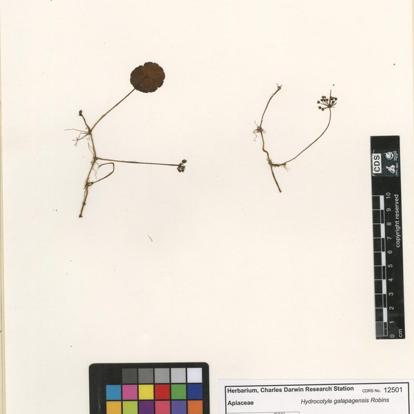 Hydrocotyle galapagensis Robinson