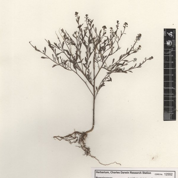 Lepidium virginicum L.