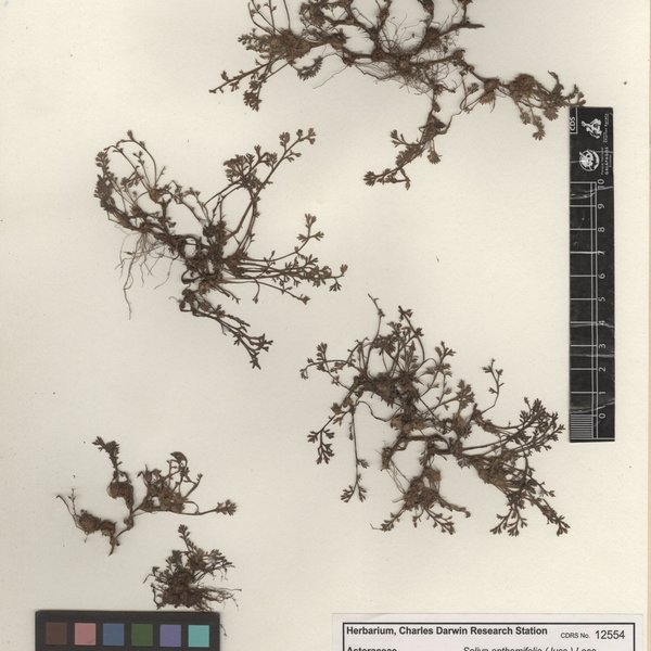Soliva anthemifolia (Juss.) Sweet