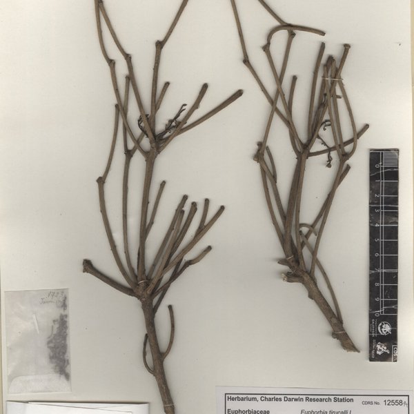 Euphorbia tirucalli L.