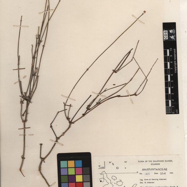 Froelichia nudicaulis subsp. lanigera (Andersson) Eliasson