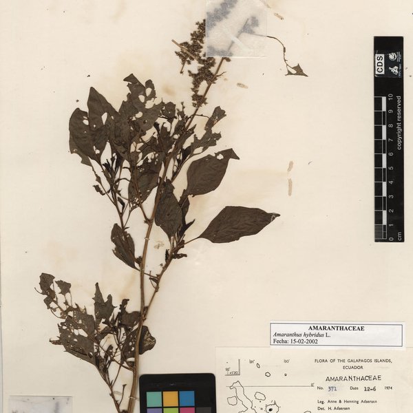 Amaranthus hybridus L.
