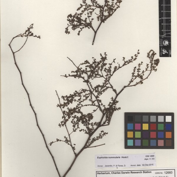 Euphorbia nummularia Hook.f.