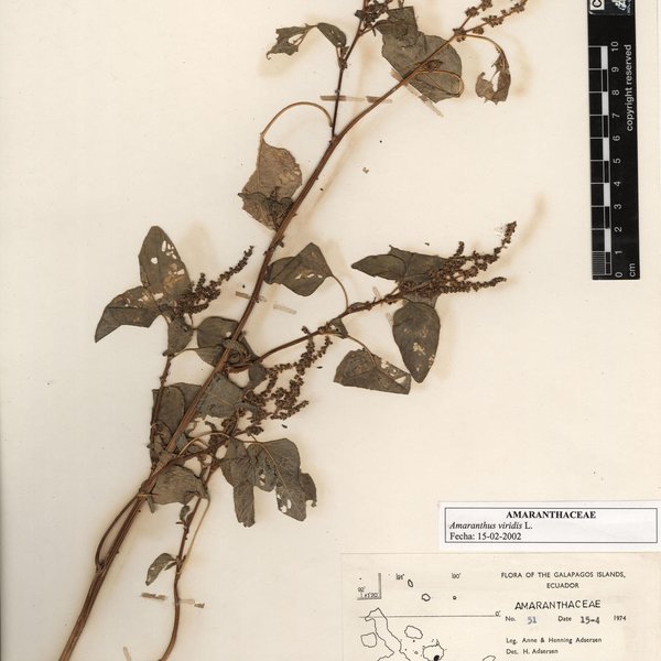 Amaranthus viridis L.
