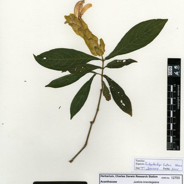 Pachystachys lutea Nees