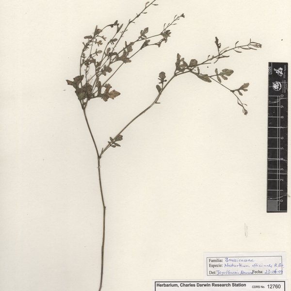 Nasturtium officinale R. Br.