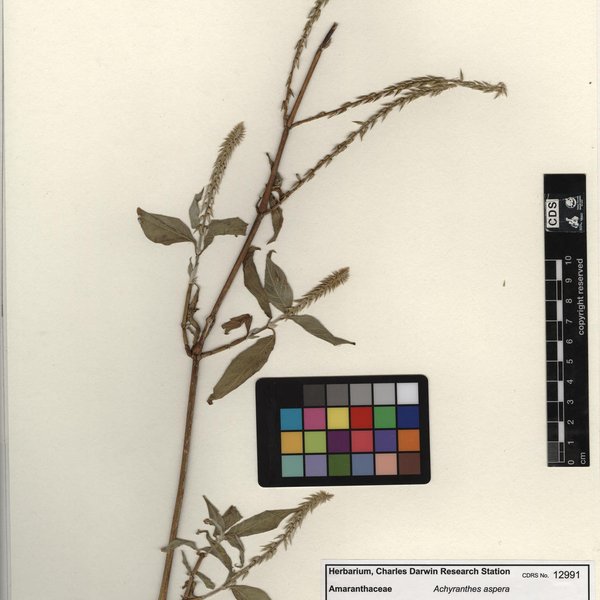 Achyranthes aspera L.
