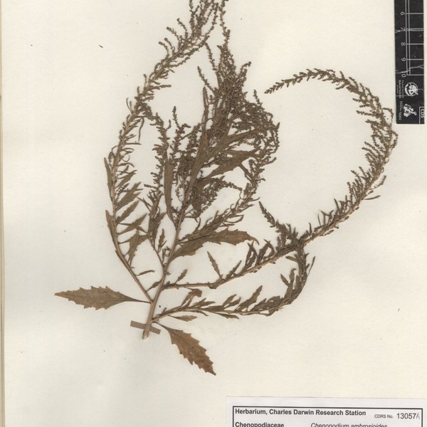 Dysphania ambrosioides L.