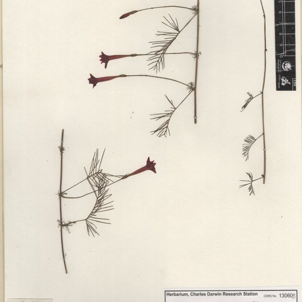 Ipomoea quamoclit L.