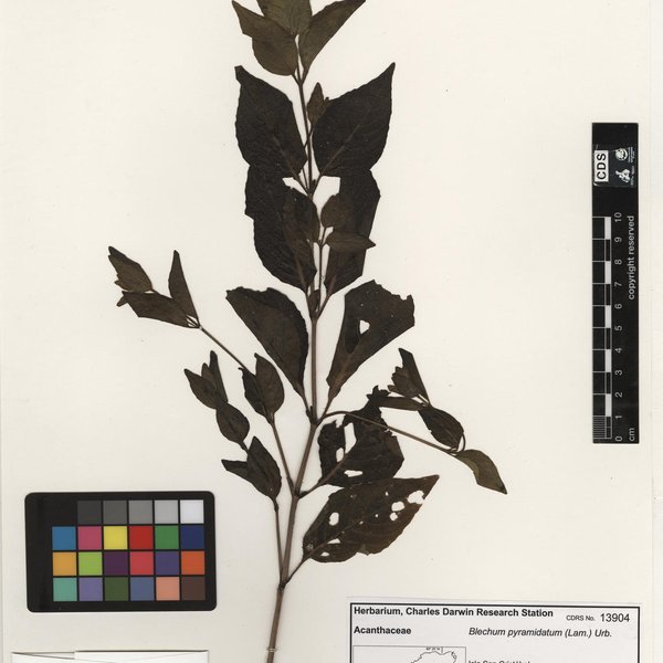 Iochroma ellipticum (Hook. f.) Hunz.