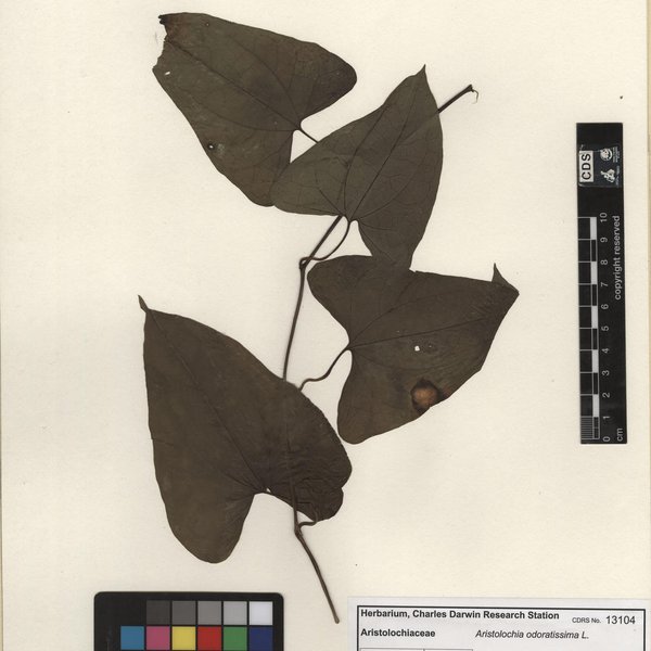 Aristolochia odoratissima L.