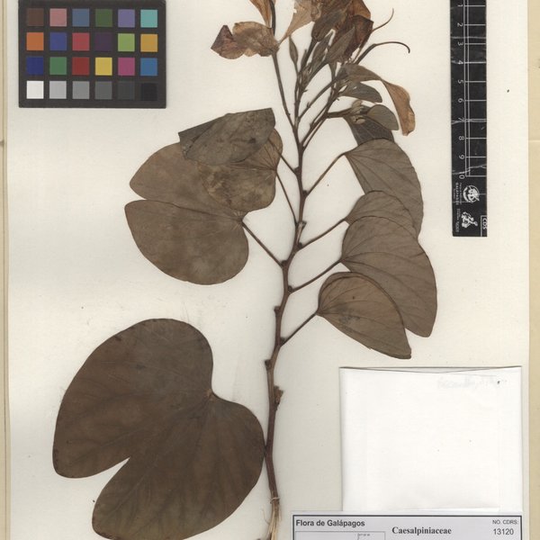 Bauhinia monandra Kurz.