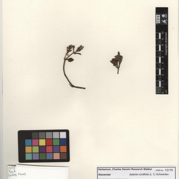 Mesembryanthemum cordifolium L.fil.