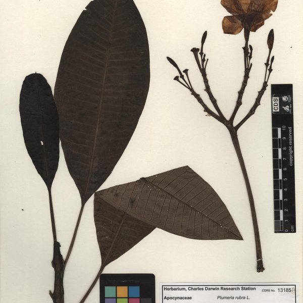 Plumeria rubra L.