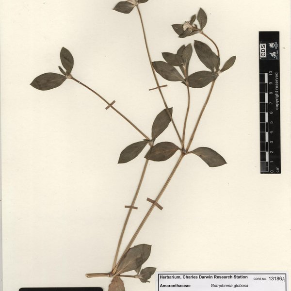 Gomphrena globosa L.