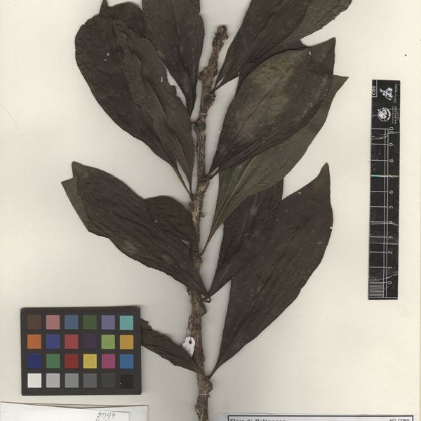 Crescentia cujete L.