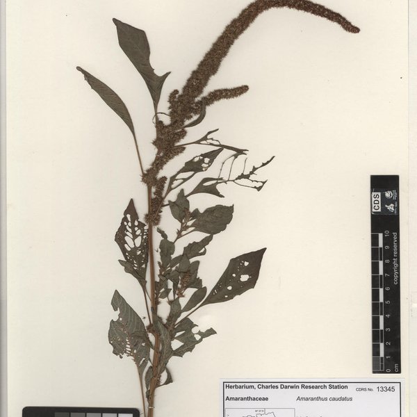 Amaranthus caudatus L.