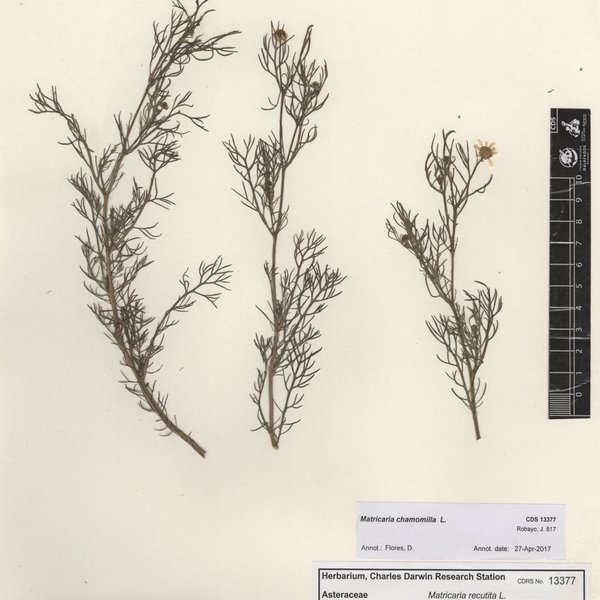 Matricaria chamomilla L.