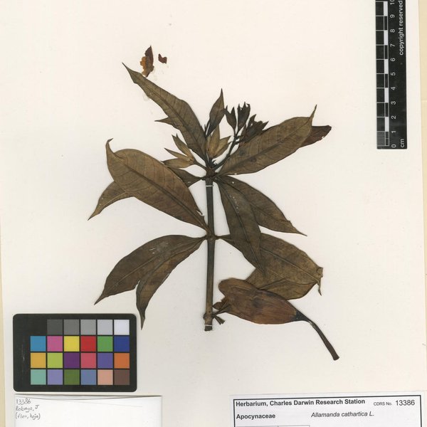 Allamanda cathartica L.