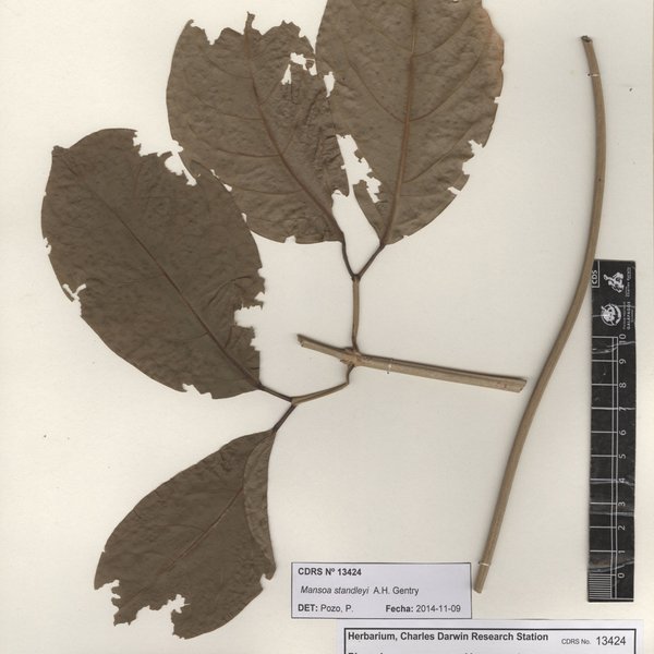Mansoa standleyi (Steyrm.) A.H. Gentry
