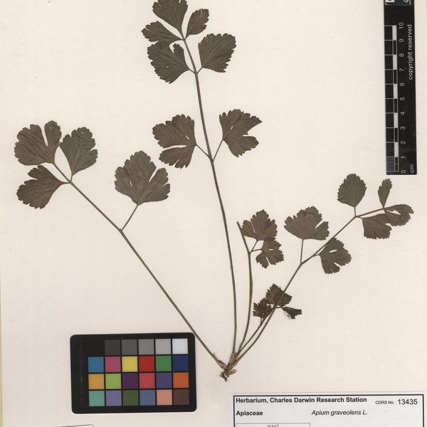 Apium graveolens L.