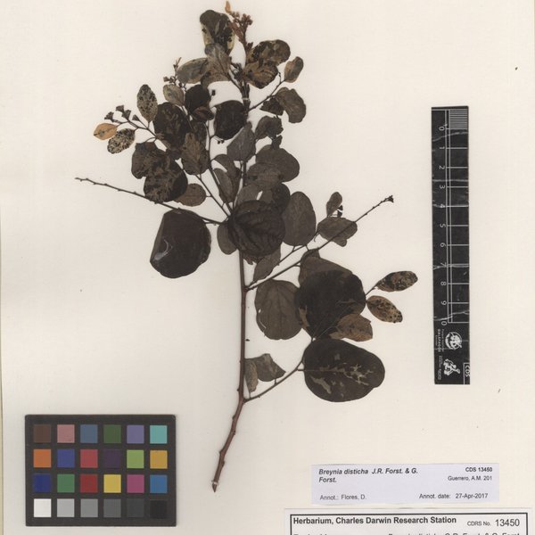 Breynia disticha J.R. Forst. & G. Forst.