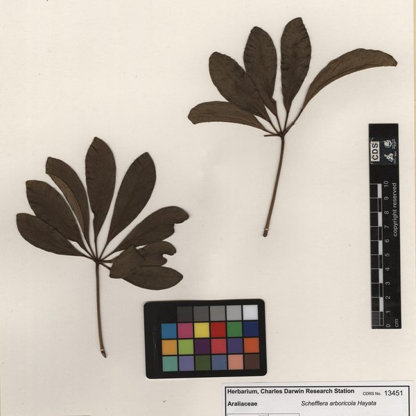 Schefflera arboricola Hayata