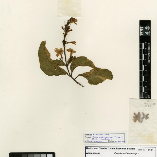 Pseuderanthemum carruthersii (Seem.) Guillaumin