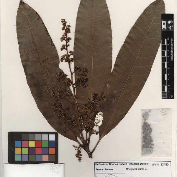 Chlorophytum comosum (Thunb.) Jacques