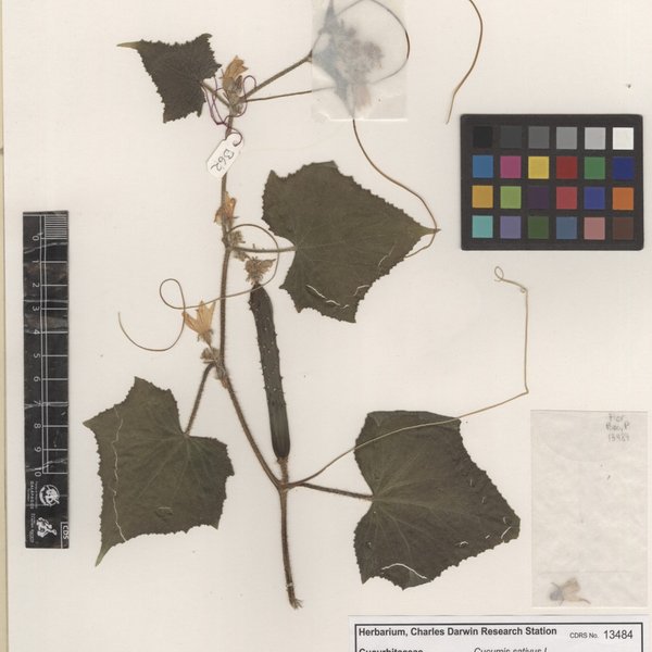 Cucumis sativus L.