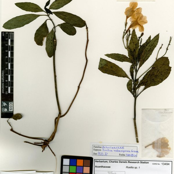 Ruellia malacosperma Greenm.