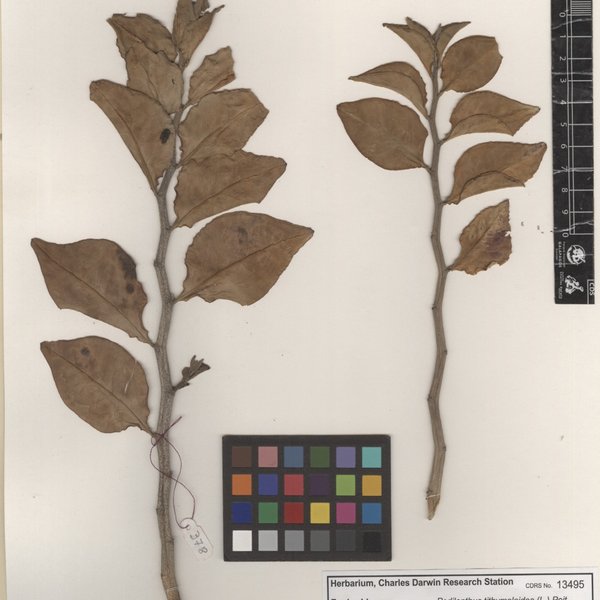 Euphorbia tithymaloides L.