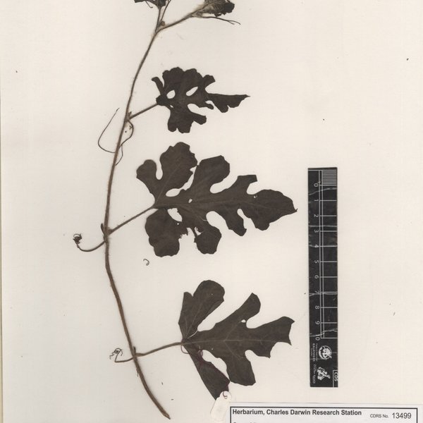 Citrullus lanatus (Thunb.) Matsun. & Nakai