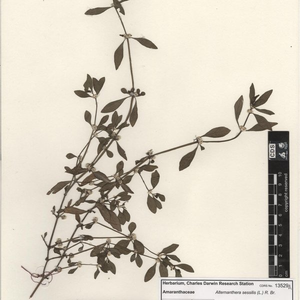 Alternanthera sessilis (L.) R. Br.