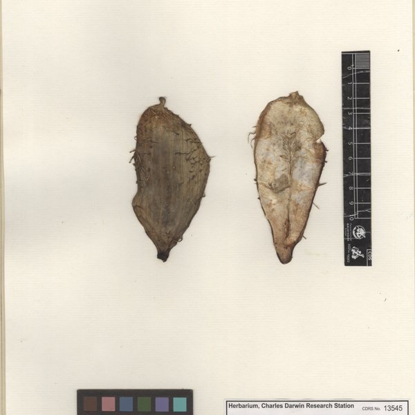 Cyclanthera pedata (L.) Schrad.