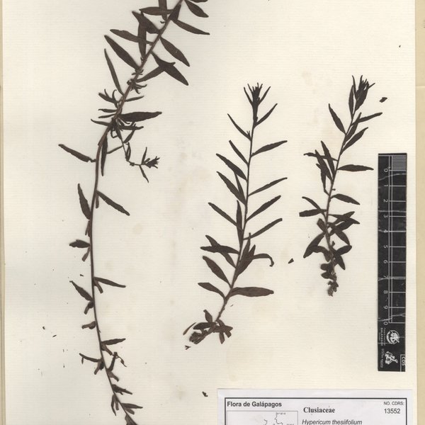 Hypericum thesiifolium Kunth